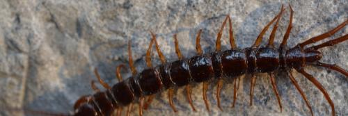 Réf. 345 197 : Lithobius pilicornis